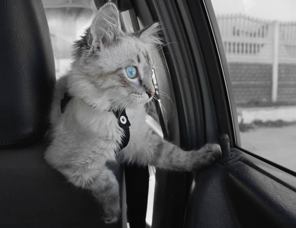 Gattino dentro una macchina