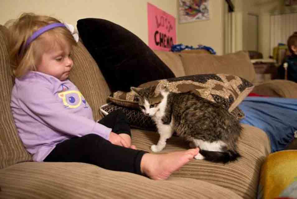 Gattino su un divano con una bambina