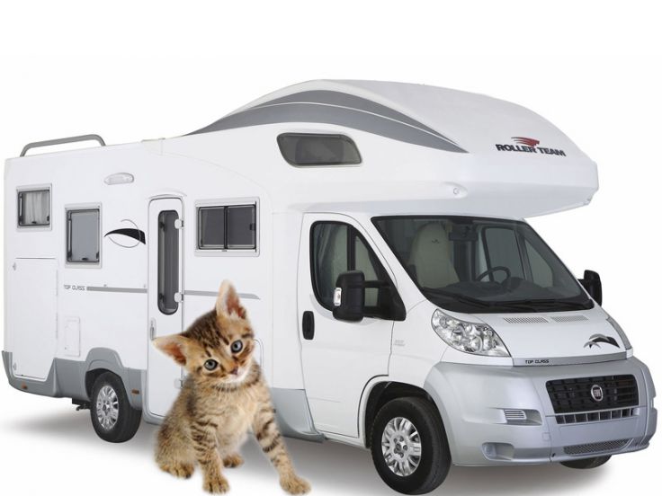 Gattino vicino ad un camper