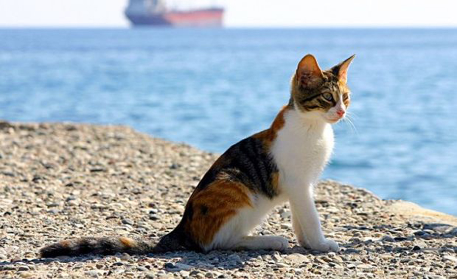 Gattino vicino al mare