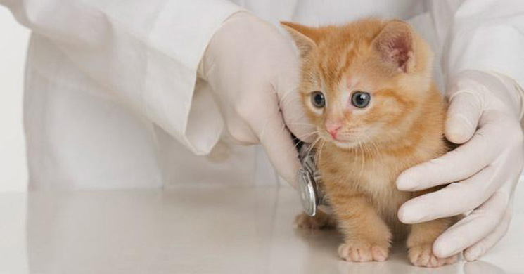 Gattino visitato dal veterinario