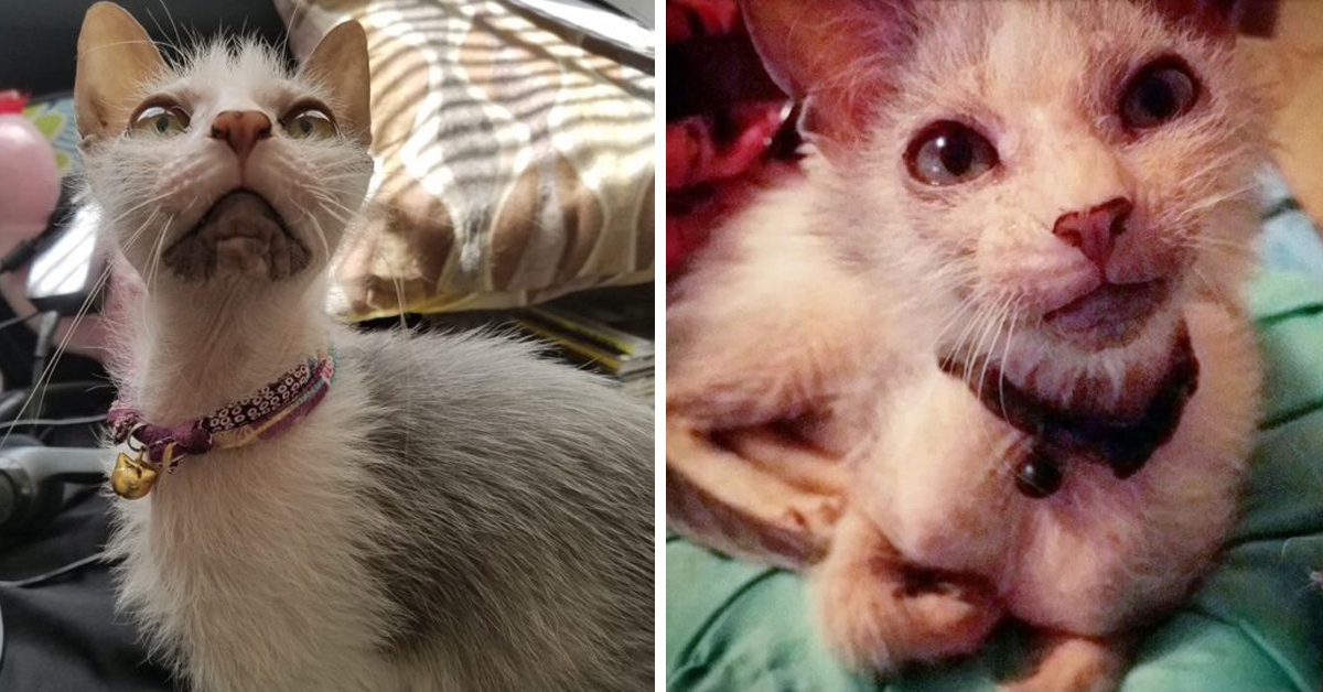 Possum, il gatto bullizzato che è la nuova star di Instagram