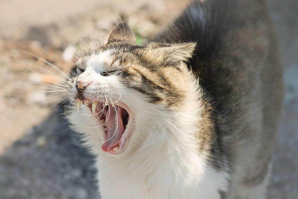 Gatto arrabbiato