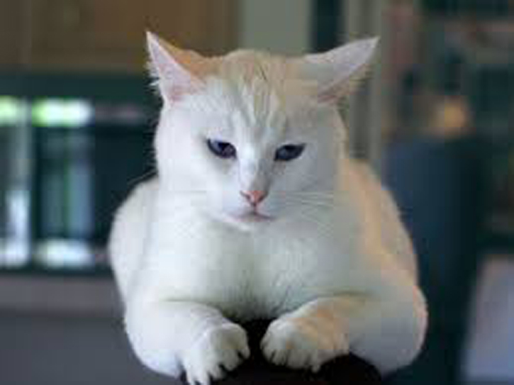 Gatto bianco che osserva