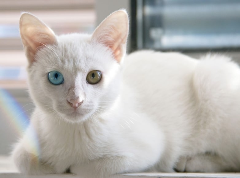 Gatto bianco con due occhi diversi