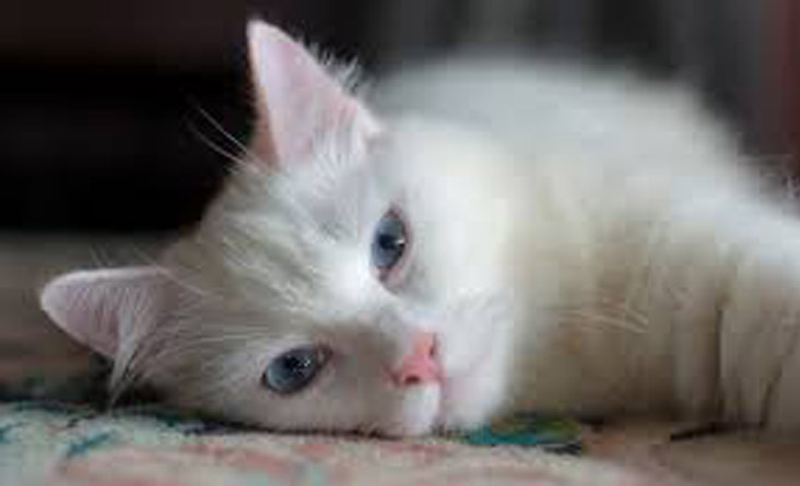 Gatto bianco sdraiato