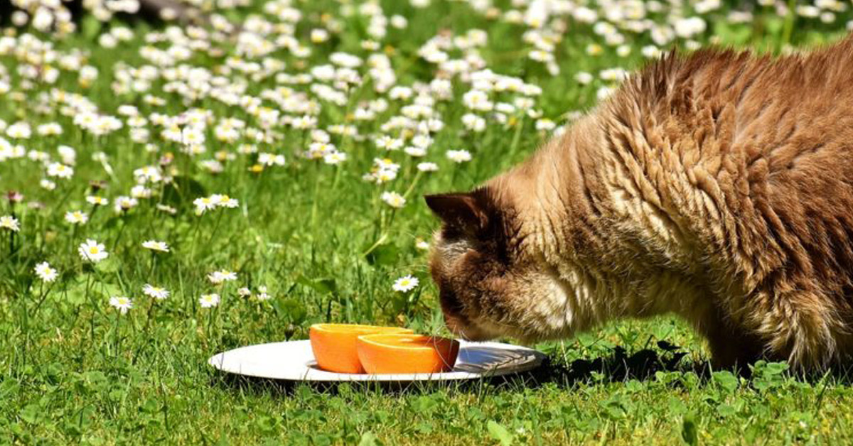 Perché i gatti non sopportano l’odore gli agrumi?