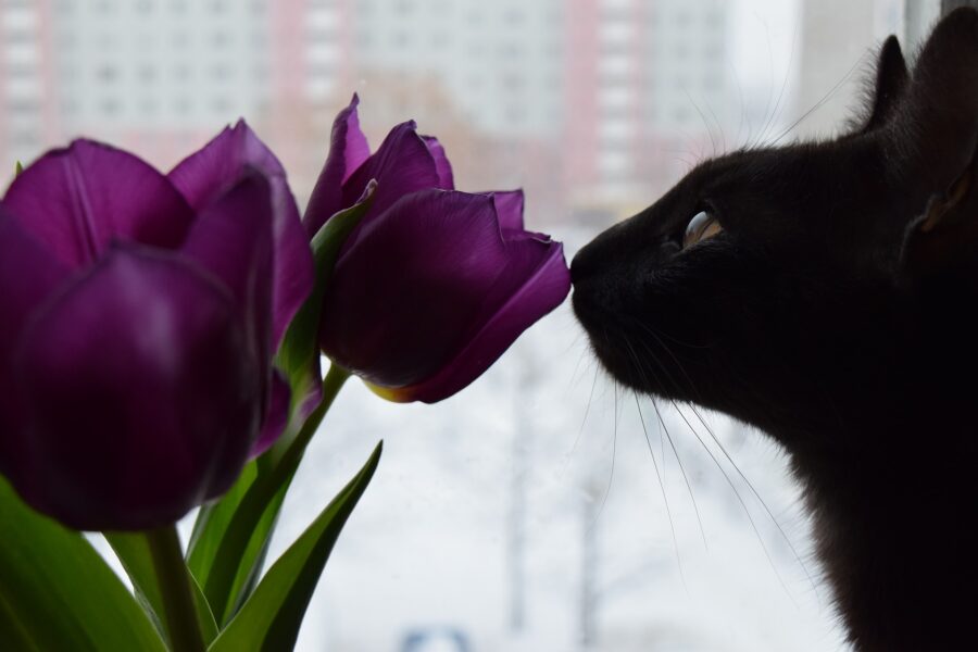 Gatto che annusa un fiore