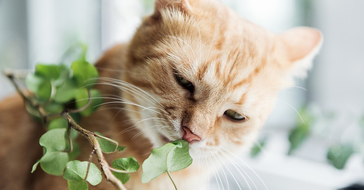 Gatti e piante in casa: le regole per una convivenza non pericolosa