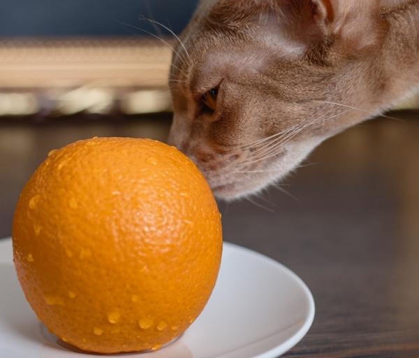 Gatto che annusa un'arancia