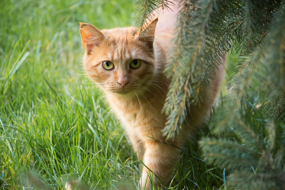 Gatto che cammina su un prato