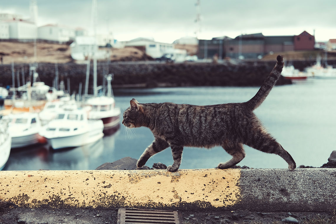 Gatto che cammina vicino al mare