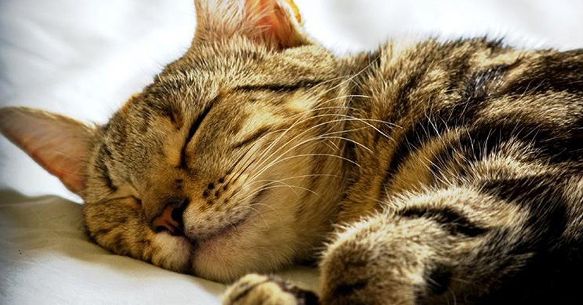 Gatto che dorme troppo: quando preoccuparsi