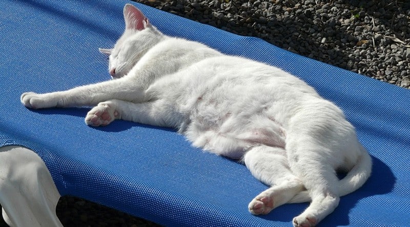 Gatto che dorme al sole