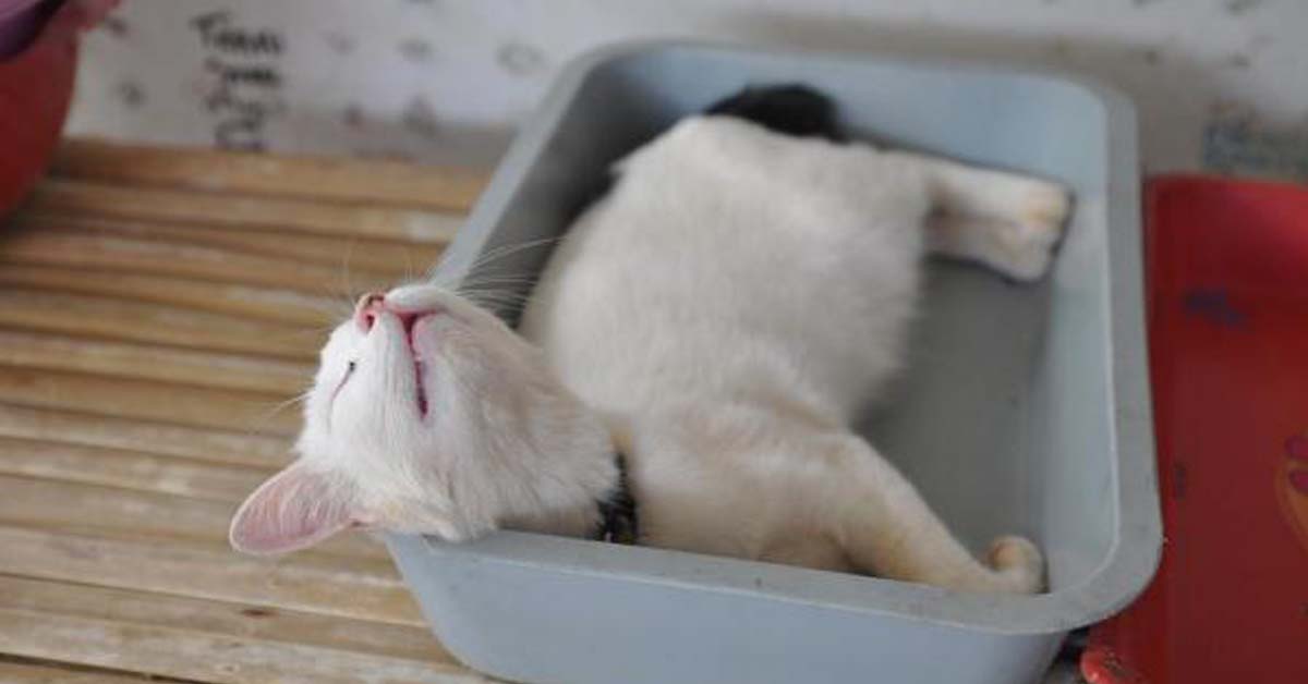 Gatto che dorme dentro ad una lettiera كيف اعلم القطة تروح الحمام - 6 خطوات لتعليم القطة قضاء حاجتها بصندوق الفضلات 3 كيف اعلم القطة تروح الحمام - 6 خطوات لتعليم القطة قضاء حاجتها بصندوق الفضلات