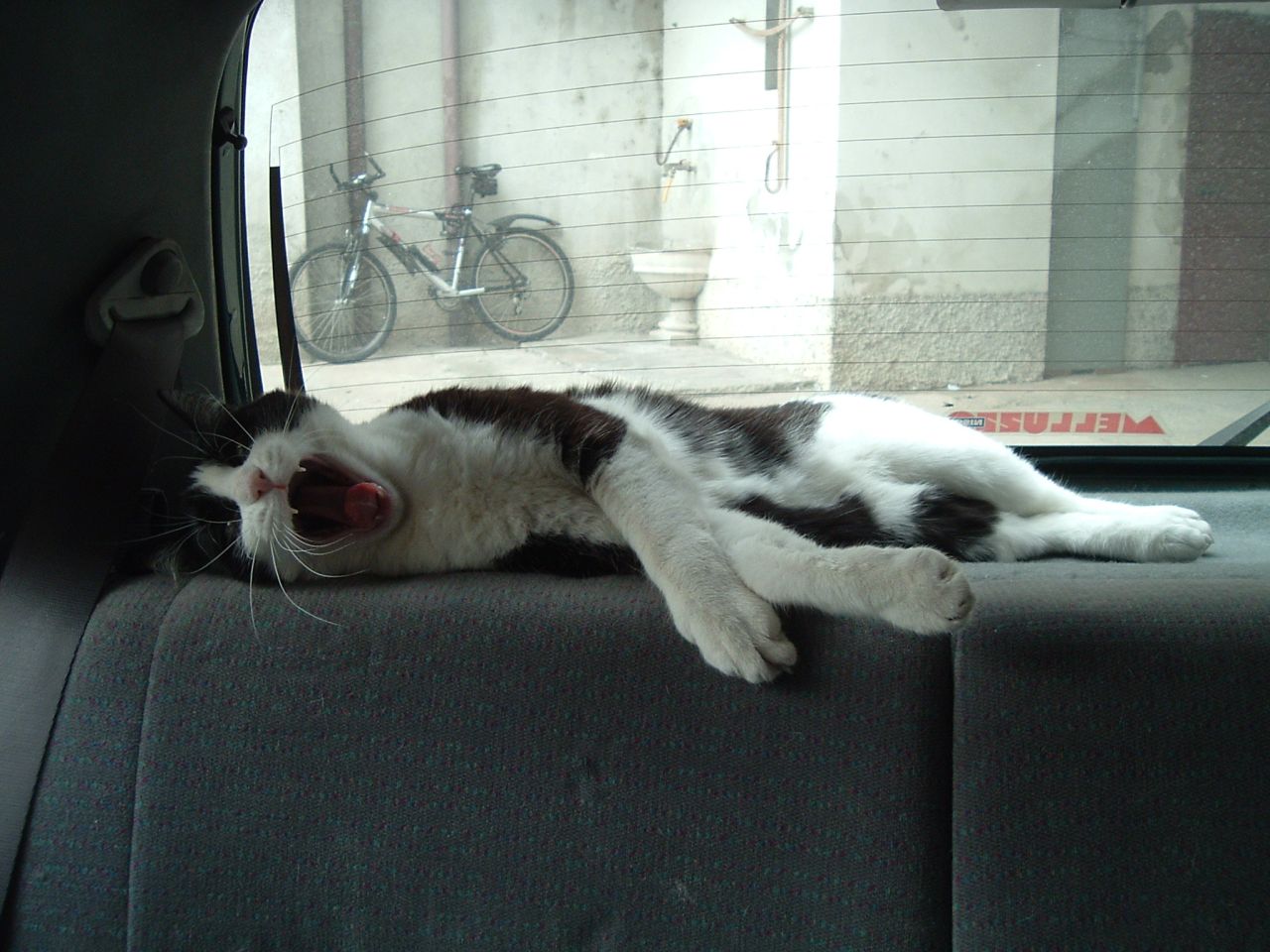 Gatto che dorme in macchina