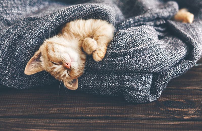 Gatto che dorme in una coperta