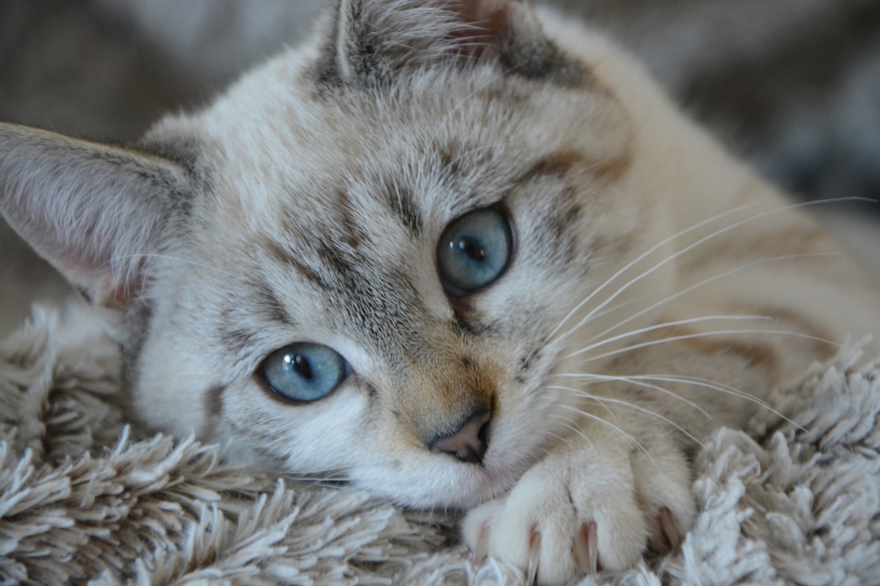 Gatto che fa la pasta