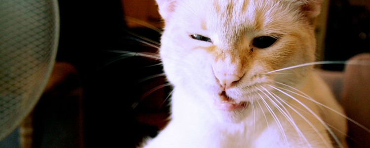Gatto che fa una smorfia