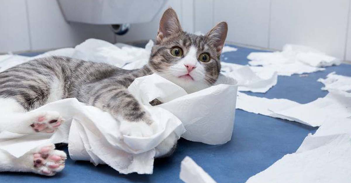 Perché il gatto mi segue in bagno? Cause e accortezze