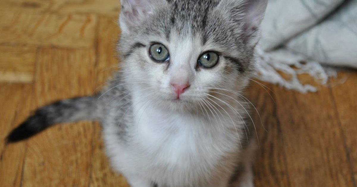 Gatto che guarda