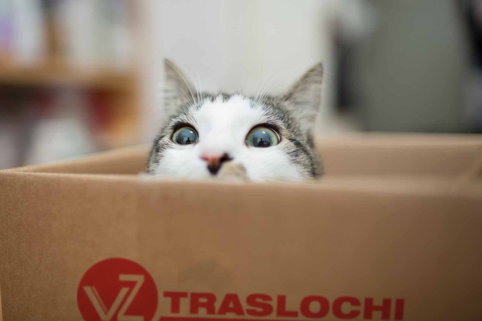 Gatto che guarda da dentro una scatola