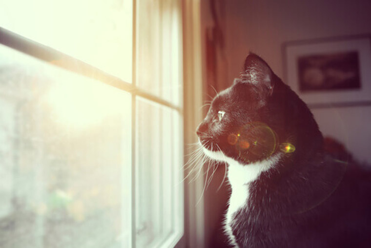 Gatto che guarda fuori dalla finestra