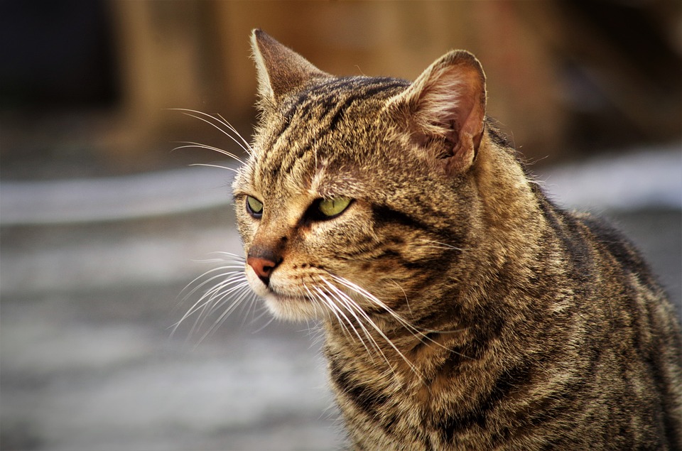 Gatto che guarda