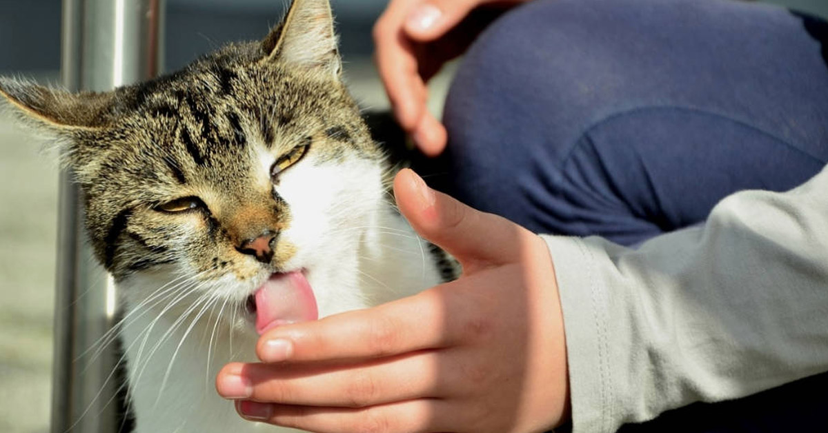 Gatti che leccano le mani: le cause