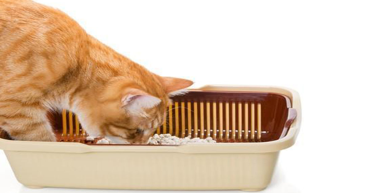 Gatto che mangia la lettiera: ecco perché lo fa e come farlo smettere