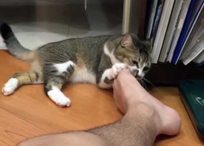 Gatto che morde i piedi