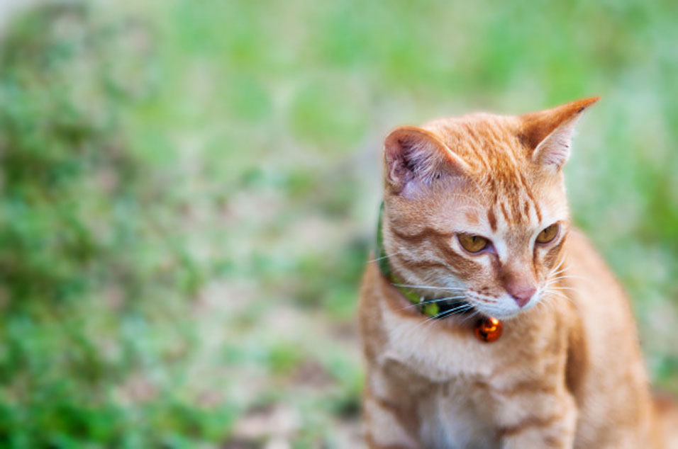 Gatto che osserva