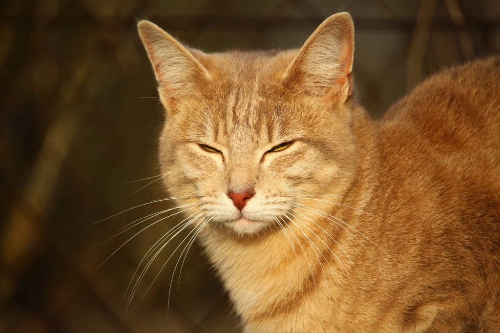 Gatto che osserva