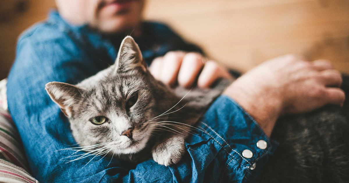 Perché il gatto non vuole stare in braccio? Cause e soluzioni