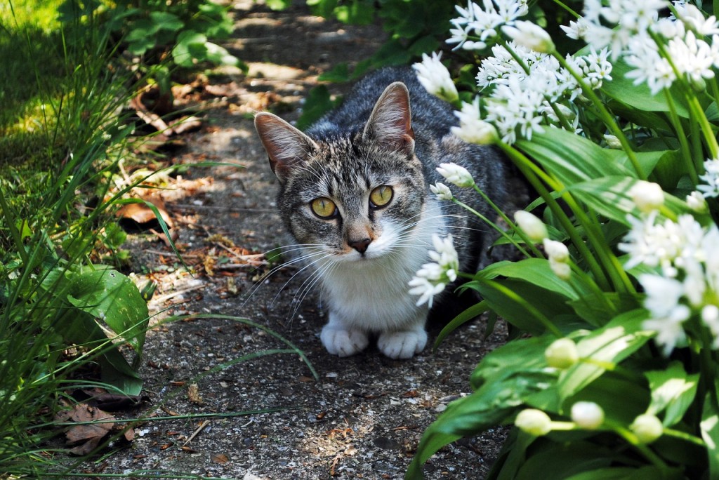 Gatto che osserva