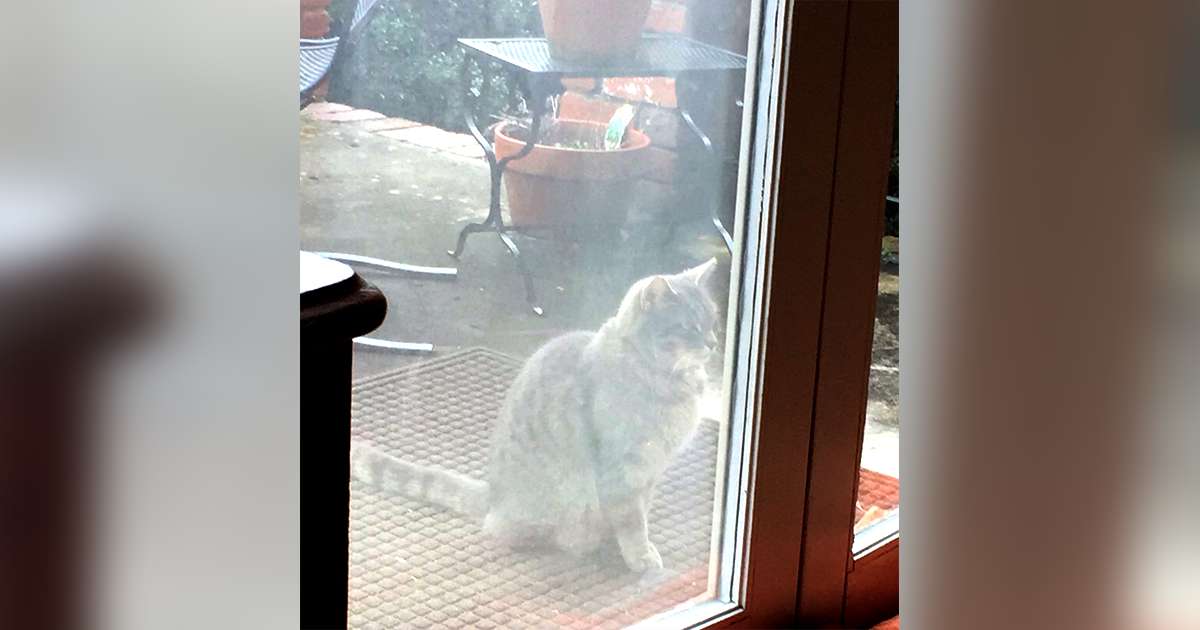 Gatto che osserva fuori da una finestra