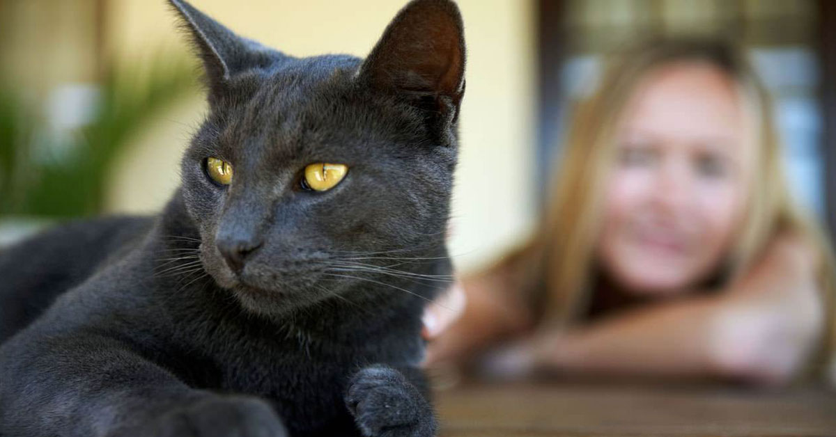 Gatto che osserva