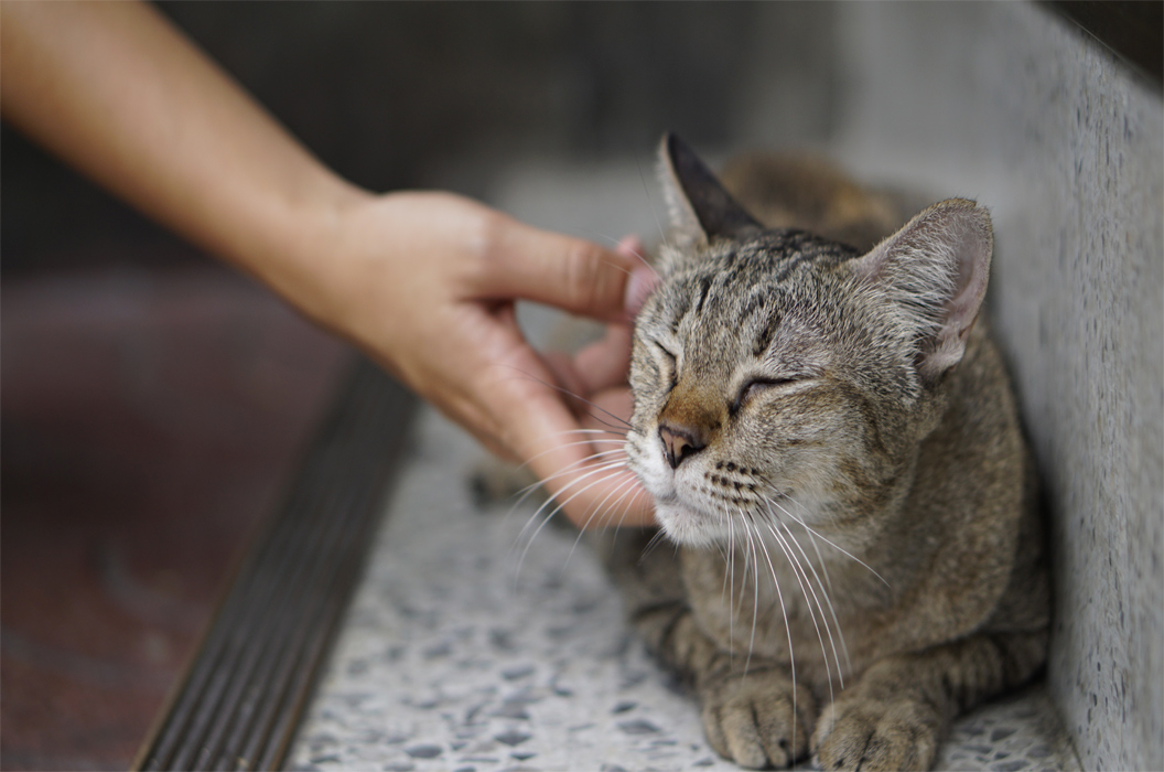 Gatto che si lascia accarezzare