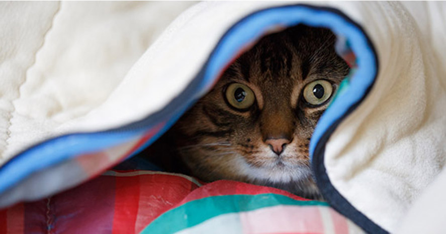 Gatto che si nasconde sotto le coperte