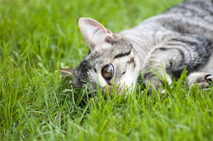 Gatto che si rotola nell'erba