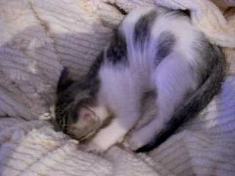 Gatto ciuccia coperta