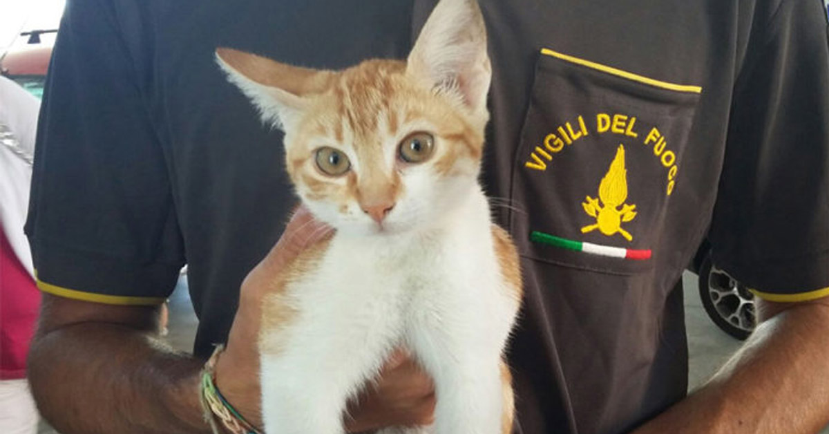 Cuneo: gatto prigioniero nell’Ospedale finalmente libero
