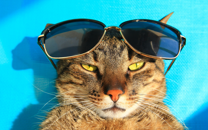 Gatto con occhiali da sole