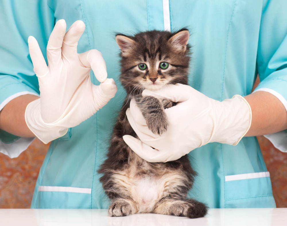 Gatto con un veterinario