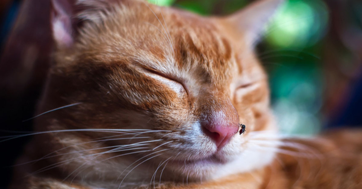 Zecche nei gatti: come riconoscerle e rimuoverle