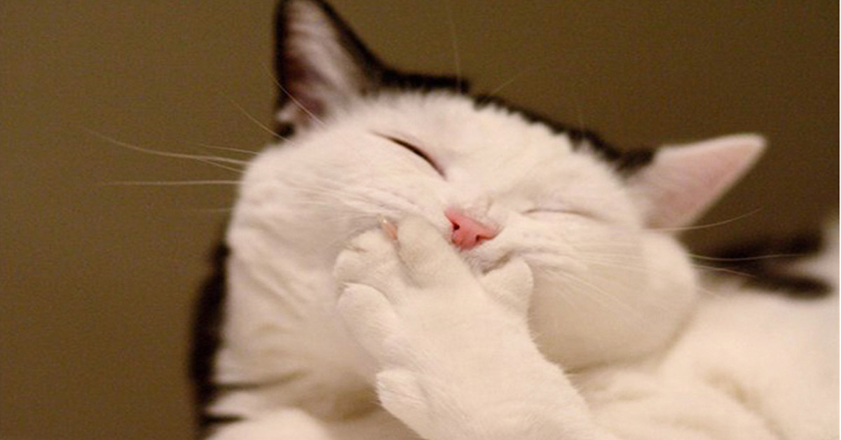 Anche i gatti ci mandano i baci e lo fanno con questo gesto: il video