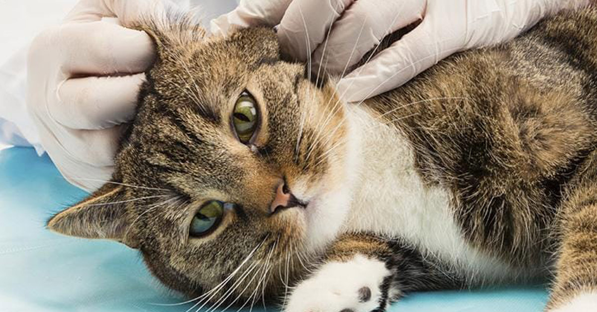 Gatto dal veterinario 4 اكتشف 3 طرق لعلاج فطريات القطط بالخل 1 اكتشف 3 طرق لعلاج فطريات القطط بالخل