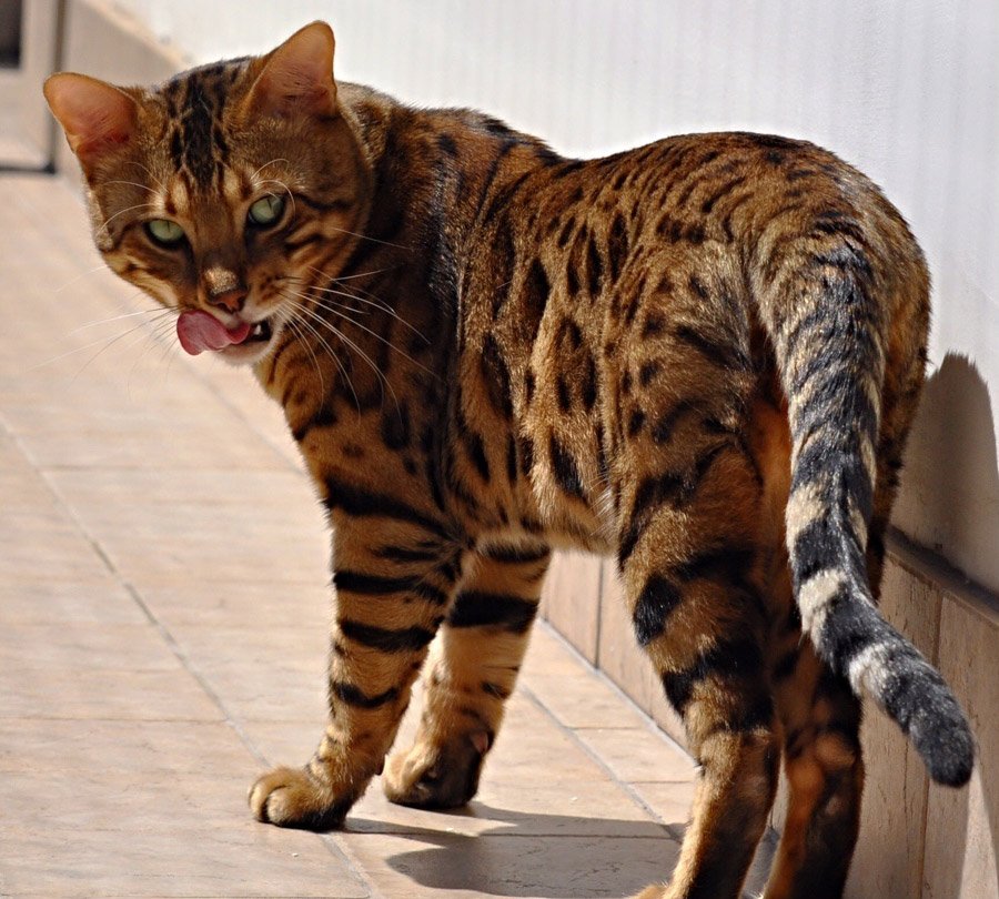 Gatto del Bengala con la lingua di fuori