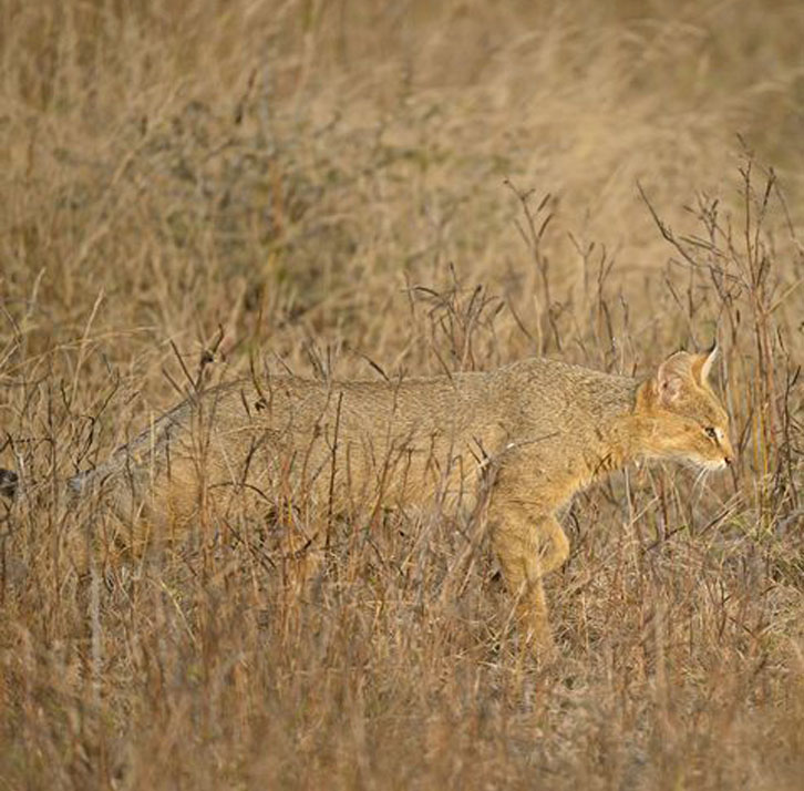 Gatto della Giungla che punta