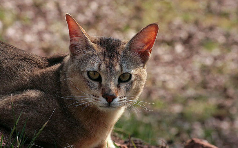 Gatto della Giungla